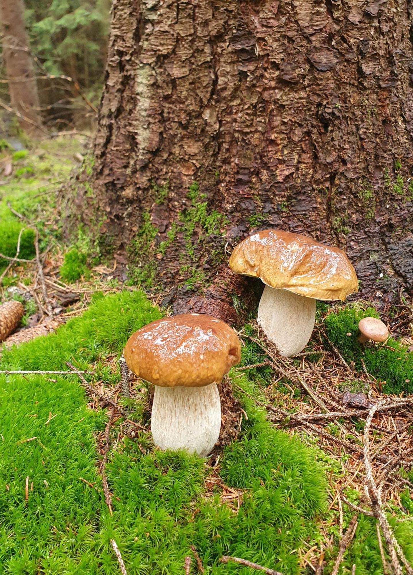 Chata Zieleniecka Duszniki Zdrój Buitenkant foto